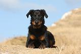 BEAUCERON - PUPPIES 225